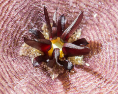 Stapelia grandiflora