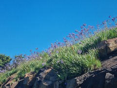 Agapanthus campanulatus