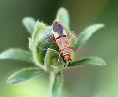 Dysdercus nigrofasciatus
