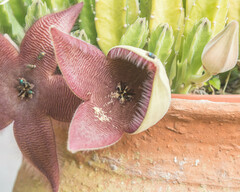 Stapelia grandiflora