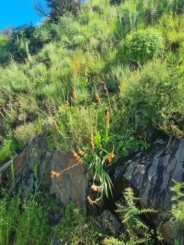 Gladiolus quartinianus