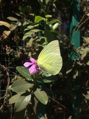 Catopsilia pomona
