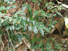 Eustigma oblongifolium