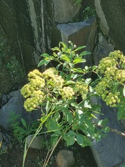 Heteromorpha arborescens abyssinica