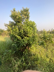 Gaertnera paniculata