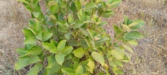Ficus exasperata