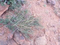 Aristida diffusa
