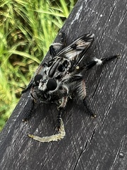 Andrenosomatini