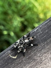 Andrenosomatini