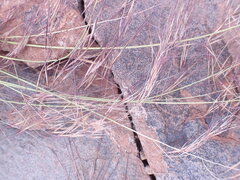 Aristida diffusa