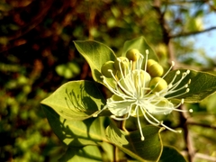 Capparis grandis