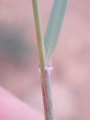 Aristida diffusa