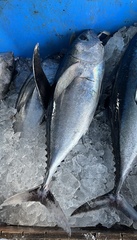 Thunnus atlanticus