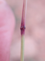 Aristida diffusa