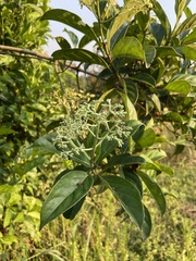 Gaertnera paniculata