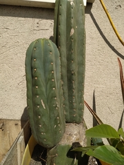 Trichocereus macrogonus