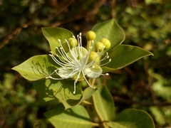 Capparis grandis