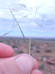 Aristida diffusa