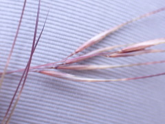 Aristida diffusa