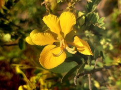 Senna auriculata