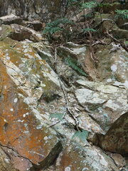 Davallia griffithiana