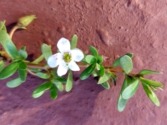 Bacopa monnieri