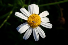 Argyranthemum frutescens