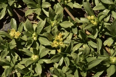 Azorella ruizii