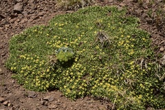 Azorella ruizii