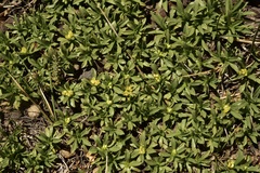 Azorella ruizii