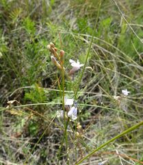 Astragalus silvisteppaceus