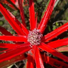 Bromelia