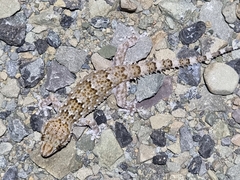 Chondrodactylus bibronii