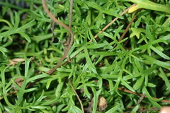 Argyranthemum frutescens