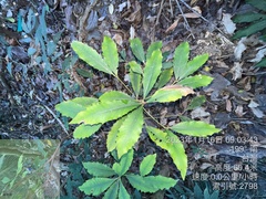 Ardisia cornudentata