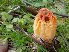 Colus hirudinosus