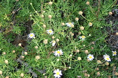 Argyranthemum frutescens