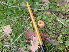 Colus hirudinosus