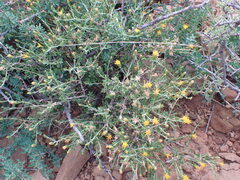 Pegolettia retrofracta