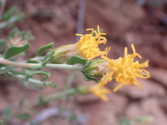 Pegolettia retrofracta