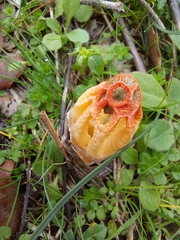 Colus hirudinosus