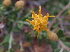 Pegolettia retrofracta