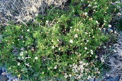 Argyranthemum frutescens