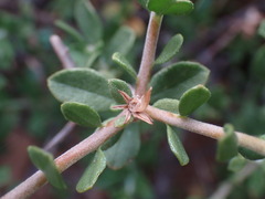 Pegolettia retrofracta