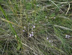 Astragalus silvisteppaceus