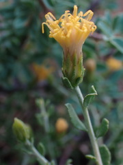 Pegolettia retrofracta