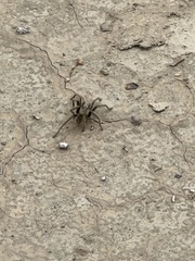 Aphonopelma prenticei