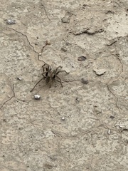 Aphonopelma prenticei