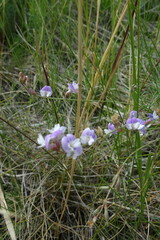 Astragalus silvisteppaceus