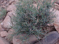 Lacomucinaea lineata